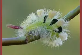 פאזל של Oruga de Calliteara Pudibunda