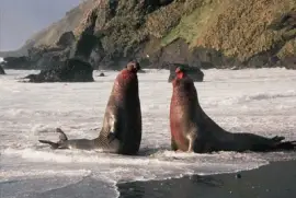 Elefante Marino del Sur