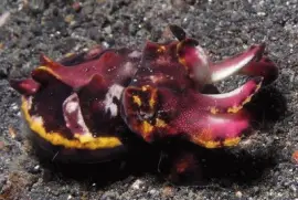 Sepia Flamboyant - Indonesia