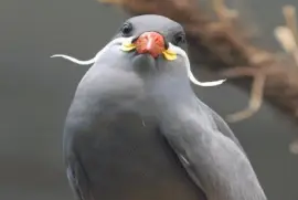 GaviotÃ­n Monja - Chile