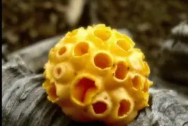 Cyttaria Harioti (llao Llao) - Argentina2