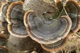 Trametes Versicolor