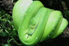 Morelia Viridis - Serpiente ArborÃ­cola.