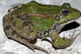 Rana Verde  Comun - EspaÃ±a