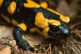 Salamandra ComÃºn