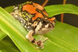 Rana Trepadora de Madagascar