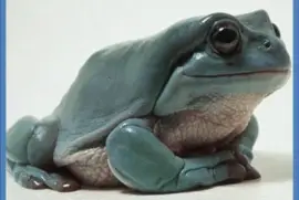 Rana ArborÃ­cola Rechoncha - Australia