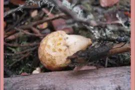 Cyttaria Gunii - AmÃ©rica del Sur