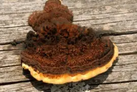 Cyttaria Gunii - AmÃ©rica del Sur