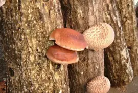 Lentinula Edodes Shiitake