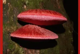 Fistulina Hepatica