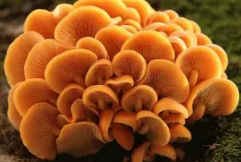Flammulina Velutipes2 - Asia