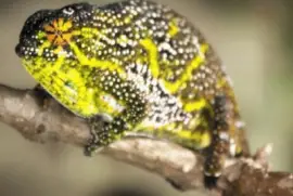 Furcifer Willsii (Female)  - Madagascar