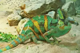 CamaleÃ³n del Yemen