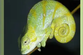 CamaleÃ³n Parson - MadagÃ¡scar