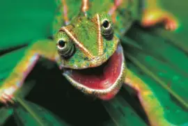 ellos nos acompaÃ±an