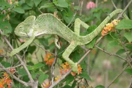 CamaleÃ³n de la India