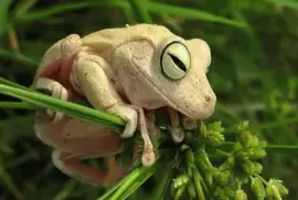 White Little Frog