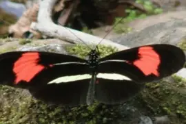 פאזל של Almendrada - NO Argentino