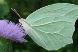 פאזל של Anteos - NO Argentino