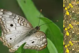 פאזל של Cenicienta - NO Argentino