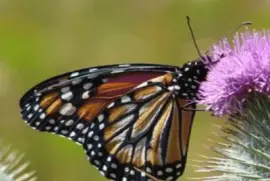 פאזל של Monarca - NO Argentino