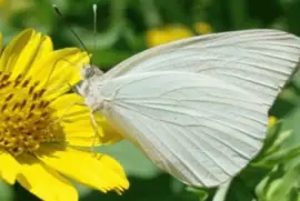 פאזל של Pirpinto - NO Argentino