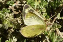 פאזל של Pirpinto Puna - NO Argentino