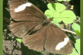 פאזל של SÃ¡tiro Montano - NO Argentino