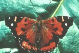 פאזל של Vanessa Tameamea