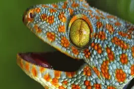 Geko Tokay