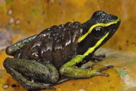 Ameerega Trivitatta - Surinam