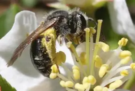 Abeja Andrenidae - Nueva York