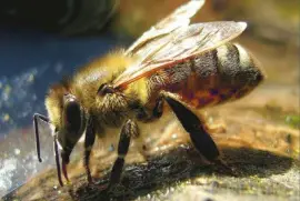 Abeja MelÃ­fera - Polonia
