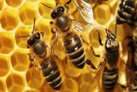 Abejas MelÃ­feras en panal