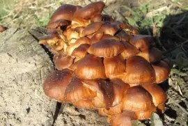Flammulina Velutipes - Asia