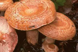 Lactarius  Deliciosus2- Chile