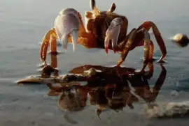 Cangrejo  -  SudÃ¡frica 2 jigsaw puzzle