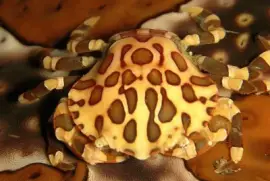 Cangrejo Decorado - Indonesia jigsaw puzzle