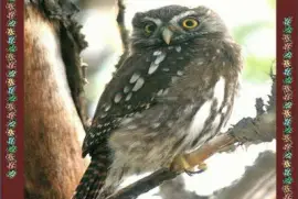 Austral Pygmy Owl