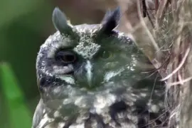 Stygian Owl