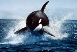 orca