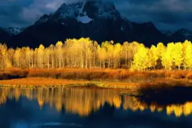 aspens at sunset