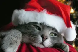 פאזל של gatito noel