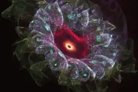 another flower fractal