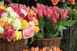 tulips and roses