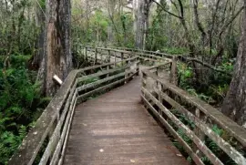 Corkscrew Swamp