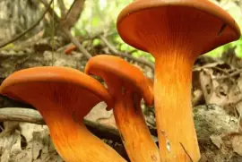 Omphalotus Illudens - Chile