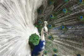 pavo real