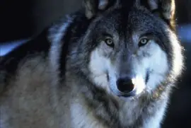 impresionante mirada